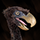 Terrorbird youngsmall.png