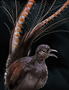 Lyrebird trained.png
