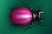 Beetle2small.png
