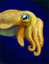 Cuttlefish.png