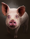Pig2.png