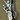 Ancientrifle2small.png