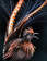 Lyrebird operatic.png