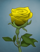 Roseyellow.png