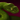 Snakehead2small.png